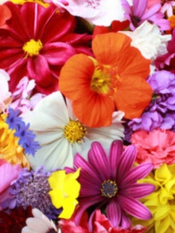 ชุดรวมไม้ดอกกินได้ / 1,000 เม็ด (UK)