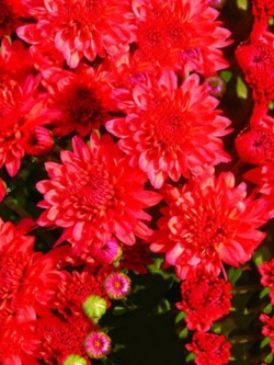 เบญจมาศคลุมดิน (Ground-cover Chrysanthemum) สีแดง / 100 เม็ด