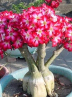 ชวนชม (Adenium) ชมพู / 10 เม็ด (BH81)