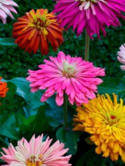 บานชื่น (Zinnia Cactus) คละสี / 100 เม็ด (UK)
