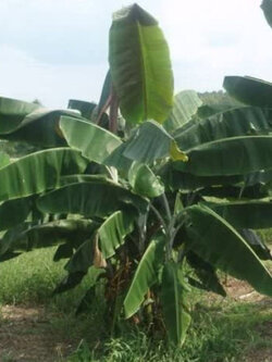 กล้วยป่า (Wild Banana / Musa thomsonii) / 5 เม็ด (France)*
