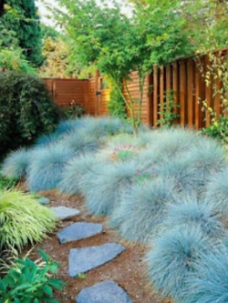 หญ้าฟาง (Fescue) สีฟ้าอ่อน / 300 เม็ด (UK)