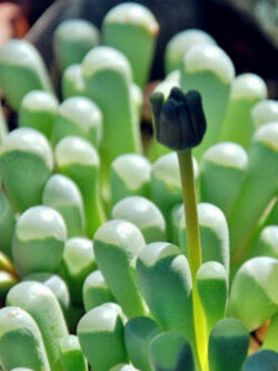 ป็อกกี้ หรือ เฟเนสตราเรีย (Fenestraria Aurantica) / 100 เม็ด (China)