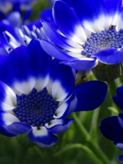 เดซี่สีน้ำเงิน (Blue Daisy) / 50 เม็ด (หายาก)