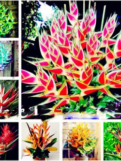 เฮลิโคเนียบอนไซ (Heliconia) คละ / 100 เม็ด