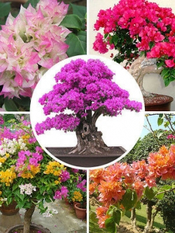 เฟื่องฟ้า (Bougenvillea) คละ / 200 เม็ด (China)