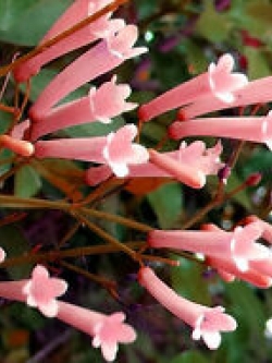 คูเฟียโรส (Rose Cuphea) / 10 เม็ด