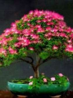 ทิ้งถ่อนบอนไซ (Persian Silk Tree) ดอกแดง / 5 เม็ด (UK)