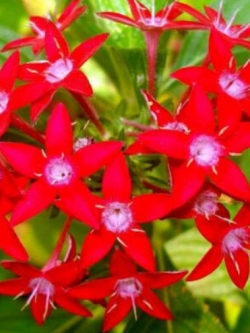 เข็มอินเดีย (Pentas Lanceolata) แดง / 5 เม็ด (France)