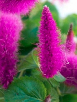 หางกระรอกแดง (Chenille plant) สีม่วงแดง / 100 เม็ด
