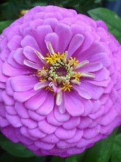 บานชื่น สีม่วงอ่อน (Zinnia Mechta) / 50 เม็ด (Ukraine)