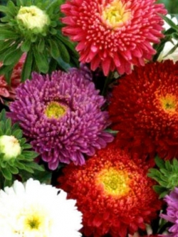 แอสเตอร์จีน - พาวเดอร์ พัฟ (China Aster - Powder Puff) / 450 เม็ด (UK)