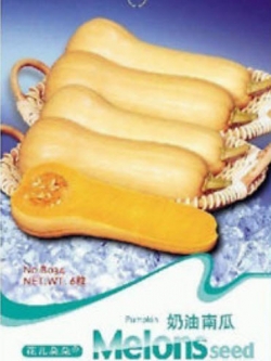 ฟักทอง (Cream pumpkin) / ซอง 8 เม็ด (B034)