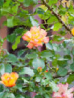 กุหลาบเลื้อย สีทอง / 100 เม็ด (PT6)