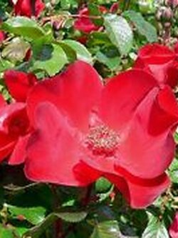กุหลาบญี่ปุ่นแดง (Beach Rose / Rosa rugosa Rubra) / 10 เม็ด (USA)