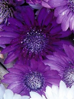 อิมมอร์เทล (Immortelle) / ซอง 50 เม็ด (A129)