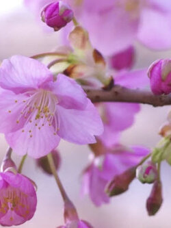 ซากุระ Kawazu zakura / 5 เม็ด (Japan)