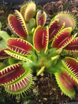 กาบหอยแครง (Venus Flytrap) / 100 เม็ด (นอก)