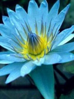 บัวสีฟ้า Bob-Tricket / 200 เม็ด