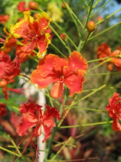 หางนกยูงไทย ดอกสีส้ม-แดง / 15 เม็ด (P2S)