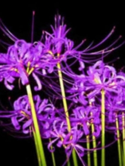 หัวว่านลิลี่แมงมุม (Spider Lily) สีม่วง / 3 หัว