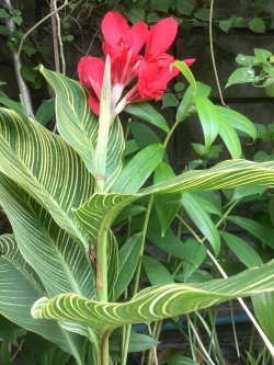 ต้นพุทธรักษาแดง ใบด่าง / ต้น