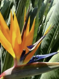ปักษาสวรรค์ (Strelitzia reginae) สีส้ม / 3 เม็ด (Portugal)