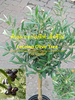 ต้นมะกอก มะกอกโอลีฟ พันธุ์ Leccino จากอิตาลี ไซส์ใหญ่ ทรงพุ่ม สูง 80-100 ซ.ม.
