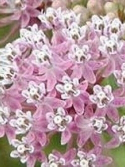 มิลค์หวีด ชมพู (Pink Common Milkweed) / 50 เม็ด (USA)