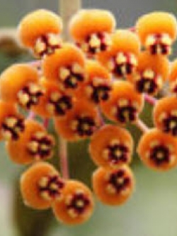 Hoya Kerrii สีส้ม / 300 เม็ด