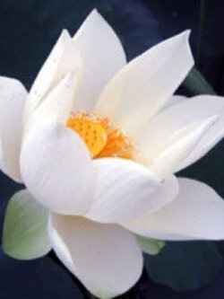 บัวหลวง ขาว หรือปุณฑริก / 10 เม็ด