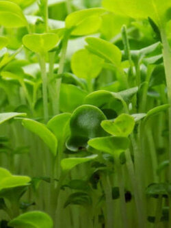 กรีน มิซูนา (Green Mizuna) / 10 กรัม (Netherlands)