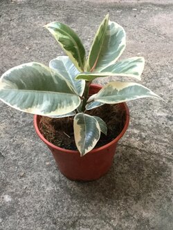 ต้นยางอินเดียแคระ ใบด่างขาว กระถาง 6 นิ้ว สูง 30-50 ซม. / ต้น