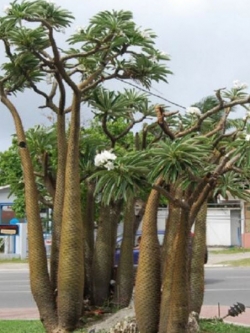 ปาล์มมาดากัสการ์ (Madagascar Palm) / 5 เม็ด (France)