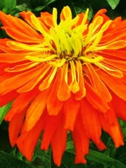 บานชื่น (Zinnia) สีส้ม / 50 เม็ด (A233)