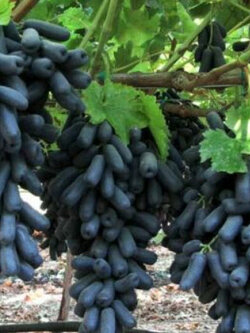 ต้นองุ่นนิ้วแม่มด (Finger grape) / ต้น