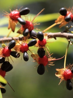 มิคกี้เม้าส์ (Mickey Mouse) คละ / 50 เม็ด (นอก)