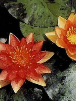 บัวอัลเดียน่า สีแสด / 100 เม็ด