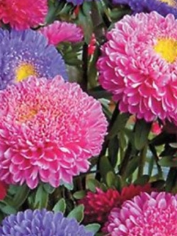 แอสเตอร์ ปริ้นส์เซส (Aster Princess) คละ / 100 เม็ด (Ukraine)