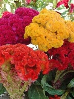 หงอนไก่ (Cockscomb) ดอกคละสี / 100 เม็ด