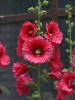 ฮอลลี่ฮ็อค ดอกใหญ่ (Giant Hollyhock) สีแดงกุหลาบ / 50 เม็ด