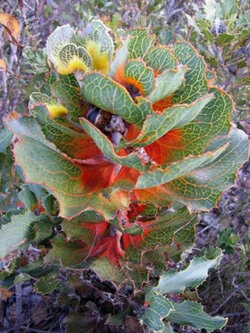 รอยัล ฮาเกีย (Royal Hakea) / เม็ด (Israel)