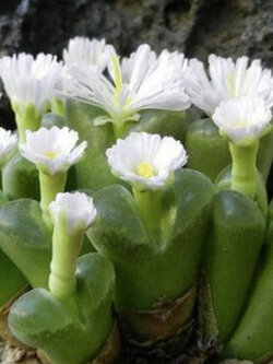 โคโนไฟทั่ม ลองกัม (Conophytum longum) / 5 เม็ด (Spain)