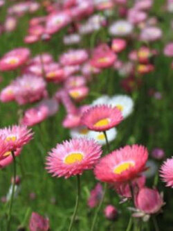 ดอกกระดาษ (Paper Daisy) คละ / 250 เม็ด (France)