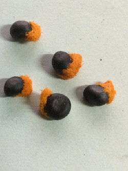 ปักษาสวรรค์ สีขาว (Strelitzia nicolai) พันธุ์ต้นใหญ่ / 5 เม็ด (Italy)