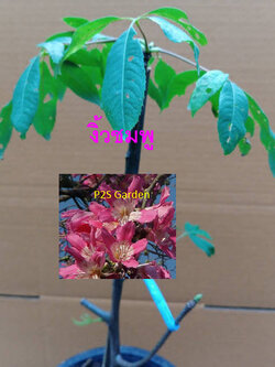 ต้นงิ้วชมพู เสียบยอด สูง 15-30 ซ.ม.