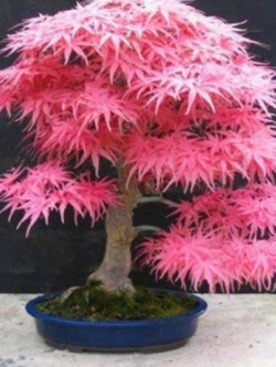 เมเปิ้ลญี่ปุ่น (Japanese Maple) สีชมพู / 30 เม็ด (แบบ 2)