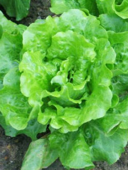 สลัดผักกาดเขียว (Green Lettuce) / 400 เม็ด (S001)