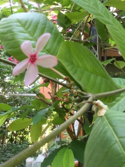 ต้นเข็มอุณากรรณ หรือพุดชมพู สูง 70-100 ซ.ม. / ต้น