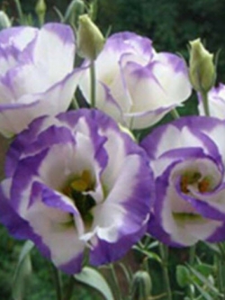 ไลซิแอนทัส (Lisianthus) สีขาวขอบม่วง / 50 เม็ด